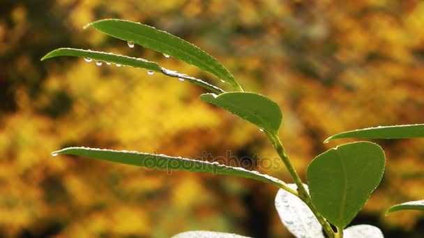 Капли воды на зеленые листья растения в природе — стоковое видео