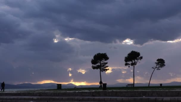 Albero enorme nella natura verde — Video Stock