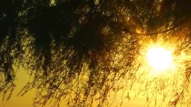 Riesiger Baum in grüner Natur — Stockvideo