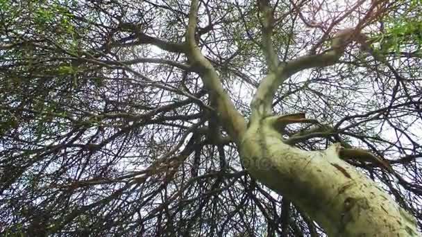 Τεράστιο δέντρο στο πράσινο της φύσης — Αρχείο Βίντεο