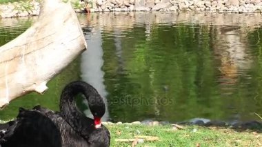 Doğada kuş hayvan Kuğu