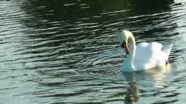 Doğada kuş hayvan Kuğu