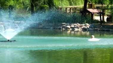 Doğada kuş hayvan Kuğu