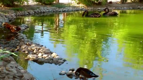 Cisne animal de pássaro na natureza — Vídeo de Stock