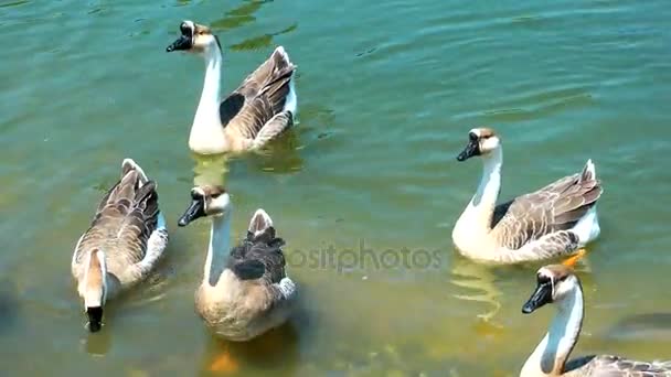 Cisne animal de ave en la naturaleza — Vídeos de Stock