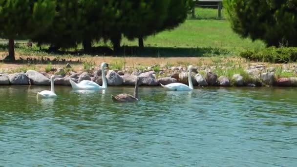 Fågel djur Swan i naturen — Stockvideo