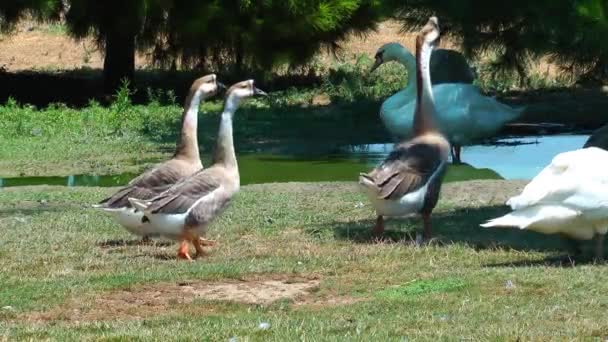 Vogel Tier Schwan in der Natur — Stockvideo