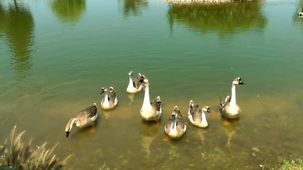 Cisne animal de ave en la naturaleza — Vídeos de Stock