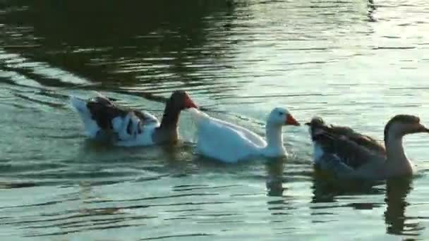 Πουλί ζώων Swan στη φύση — Αρχείο Βίντεο