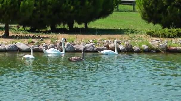 Cisne animal de ave en la naturaleza — Vídeos de Stock