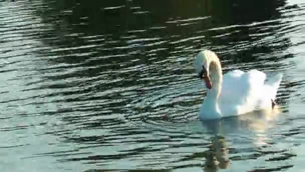 Cisne animal de ave en la naturaleza — Vídeos de Stock