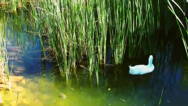 Cisne animal de ave en la naturaleza — Vídeos de Stock