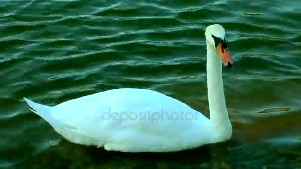 Bird Animal Swan in Nature — Stock Video