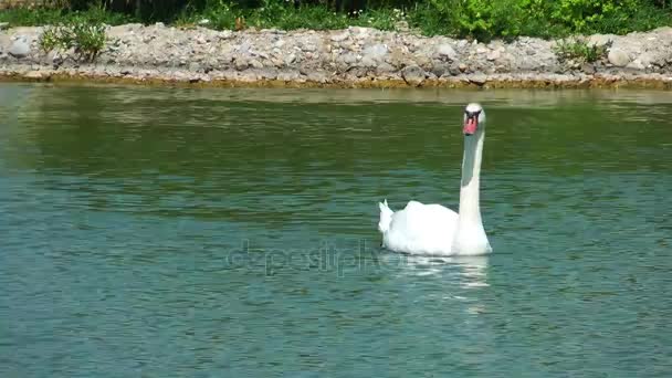 Πουλί ζώων Swan στη φύση — Αρχείο Βίντεο