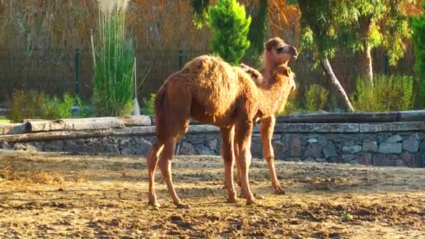 Däggdjur djur Camel — Stockvideo