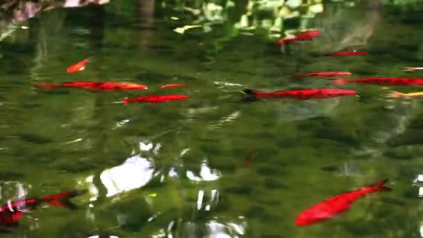Рыбы в озере — стоковое видео