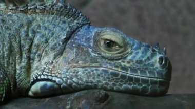 İguana sürüngen kertenkele hayvan doğa