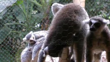 Memeli hayvan Lemur aile bir hayvanat bahçesi