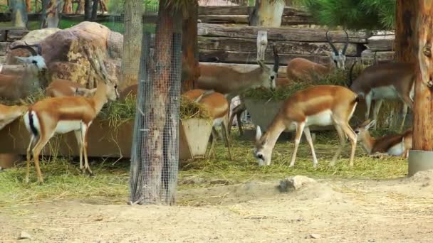 Cerfs mammifères dans le zoo 