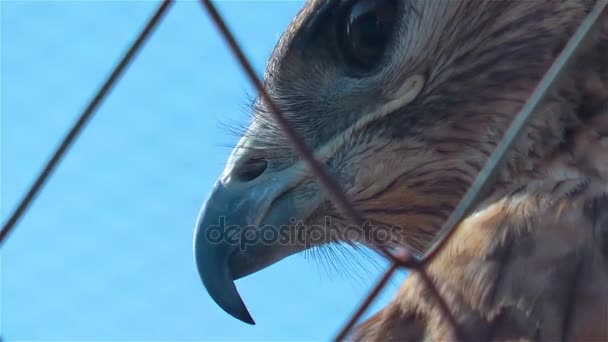 Hawk fågel djur i vilda djur — Stockvideo