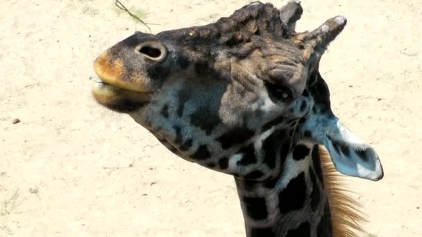 Girafa animal africana no zoológico — Vídeo de Stock