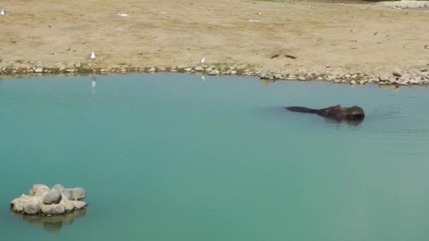 Hippopotamus Mammal Animal in Water Stock Video