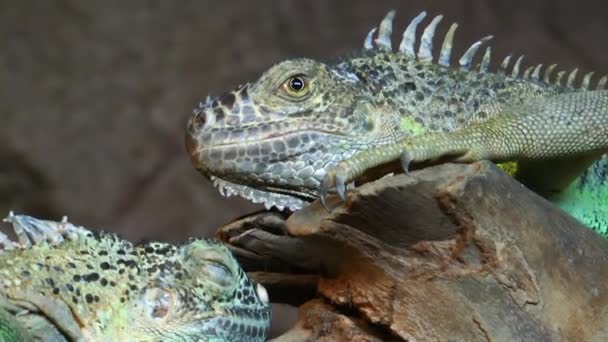 Iguana réptil lagarto animal na natureza — Vídeo de Stock