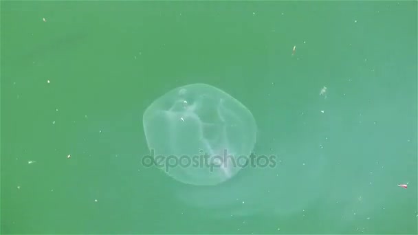 Jellyfish in Sea Water — Stock Video