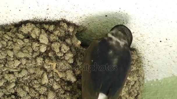 Ptak matka i noworodek ptak w domu — Wideo stockowe