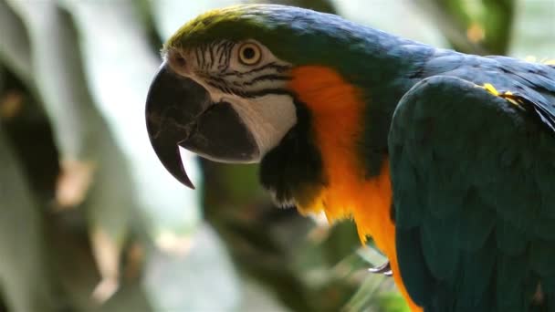 Uccello animale colorato pappagallo — Video Stock
