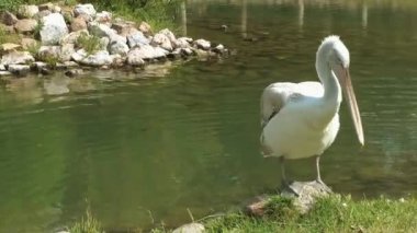 Kuş hayvan Pelikan