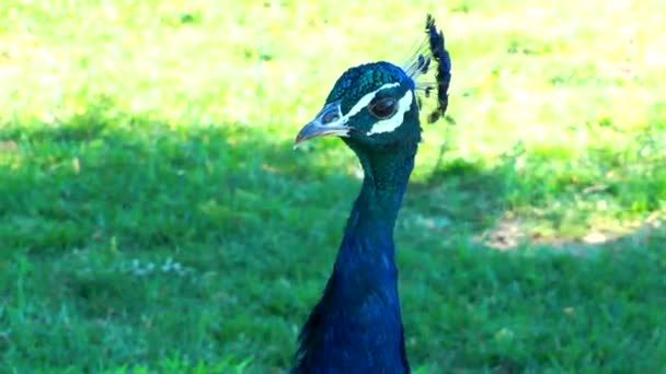 Pavão colorido animal selvagem — Vídeo de Stock