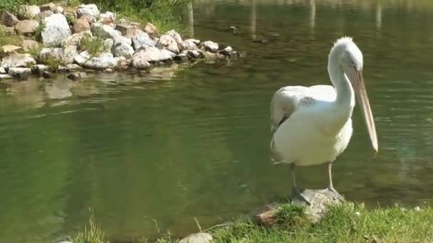 Pták zvířecí Pelikán — Stock video