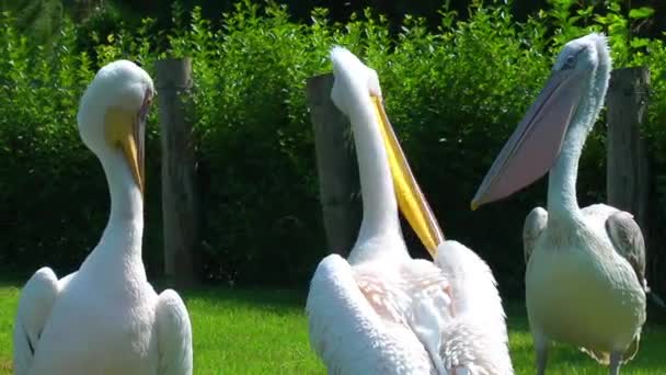 Пеликан птиц животных — стоковое видео