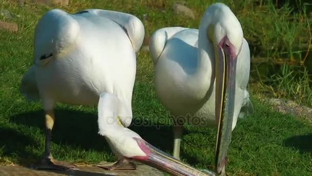 Fågel djur Pelican — Stockvideo