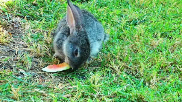 Conejo conejo en la hierba — Vídeo de stock