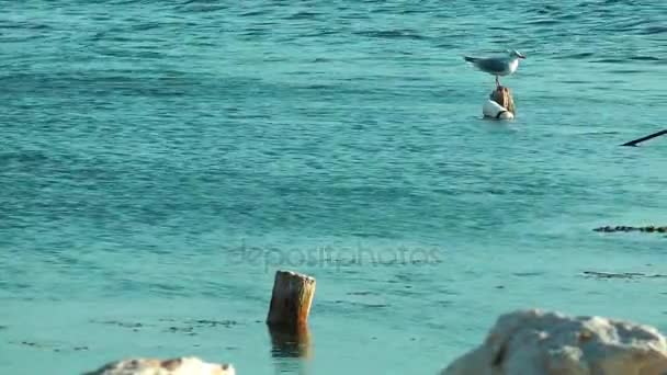 Vogel Tier Möwe im Meer — Stockvideo