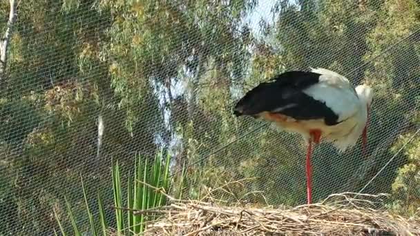 Djur fågel Stork i hem — Stockvideo