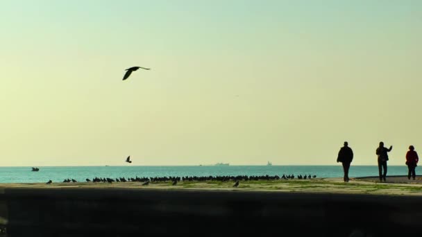 Bord Mer Les Pigeons — Video