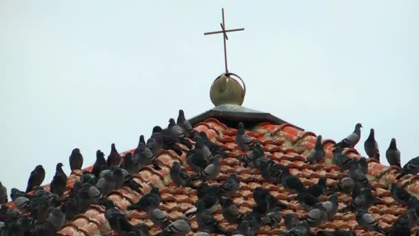 Das Dach Der Kirche Und Die Tauben — Stockvideo