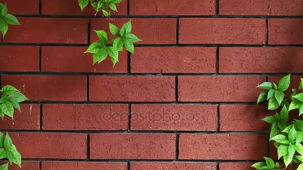 壁の背景と葉 — ストック動画