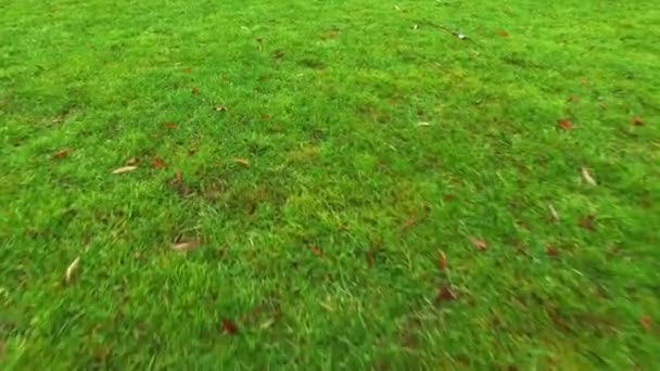 Gehen Auf Einem Gras — Stockvideo