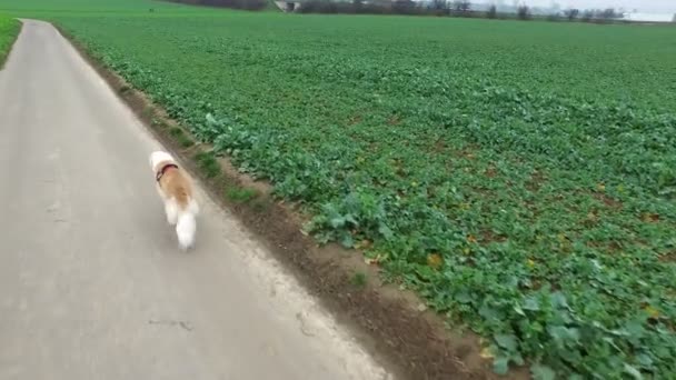 Σκύλος Είναι Περπάτημα Στο Πεδίο — Αρχείο Βίντεο
