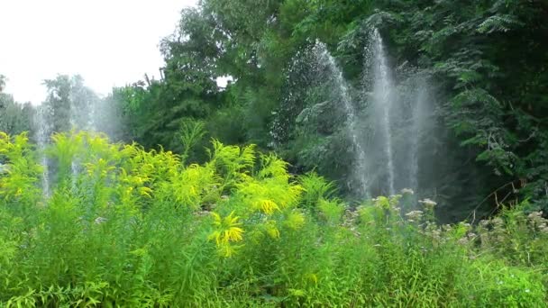 Güneşli Bir Günde Yeşil Park — Stok video