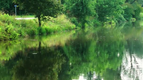 Качка Плаває Річці — стокове відео