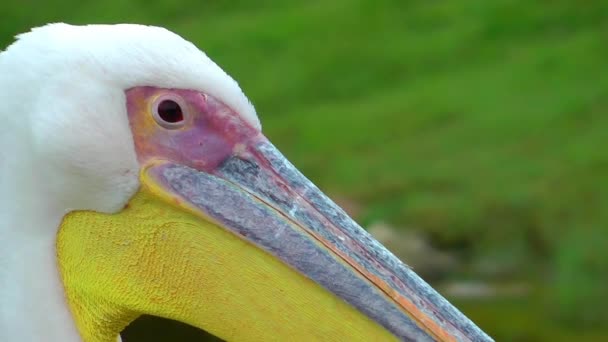 Pájaro Pelícano Animal — Vídeos de Stock