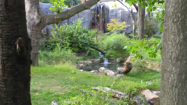 Medve Természetben Állatkertben — Stock videók