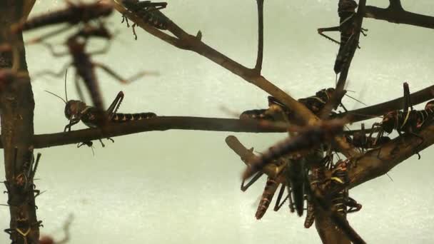 Beaucoup Sauterelles Insectes Animaux — Video