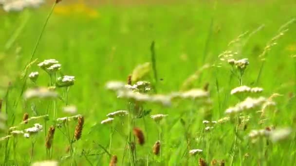 Зелена Рослина Природі — стокове відео