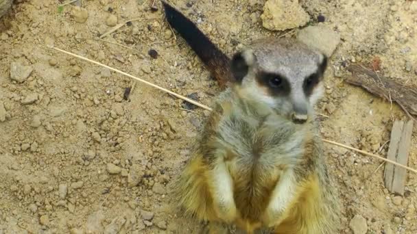 Dolce Animale Meerkat — Video Stock